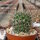 Rebutia aureispina KK 1694