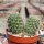 Rebutia aureispina KK 1694
