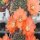 Rebutia buiningiana WR 511