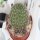 Rebutia buiningiana WR 511