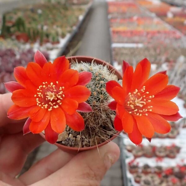 Rebutia camargoensis WR 311