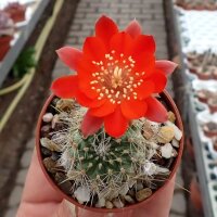 Rebutia camargoensis WR 311