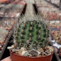 Rebutia camargoensis WR 311