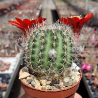 Rebutia camargoensis WR 311