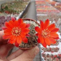 Rebutia camargoensis WR 311
