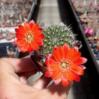 Rebutia camargoensis WR 311