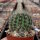 Rebutia camargoensis WR 311