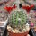 Rebutia camargoensis WR 311