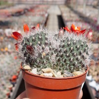 Rebutia canaletasensis