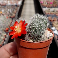 Rebutia canaletasensis