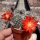 Rebutia canaletasensis