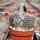 Rebutia canaletasensis