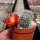 Rebutia canaletasensis