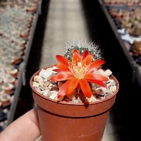 Rebutia canaletasensis KK 1565