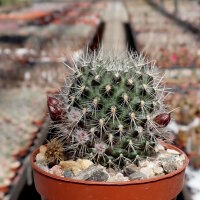 Rebutia canaletasensis KK 1565