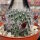 Rebutia canaletasensis KK 1565