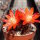 Rebutia canaletasensis KK 1565