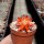 Rebutia canaletasensis KK 1565