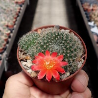 Rebutia chrysacantha Santa Barbara, Salta nach Cafajate,...