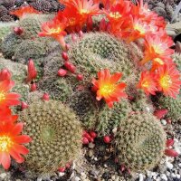 Rebutia chrysacantha Santa Barbara, Salta nach Cafajate, Argentinien