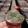 Rebutia chrysacantha Santa Barbara, Salta nach Cafajate, Argentinien