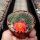 Rebutia chrysacantha Santa Barbara, Salta nach Cafajate, Argentinien