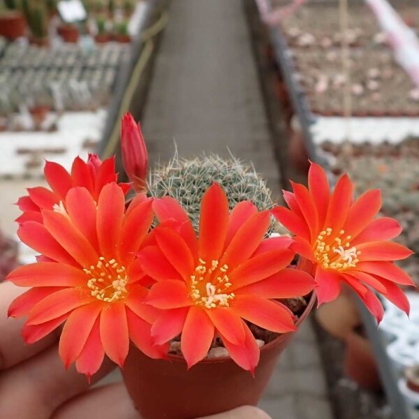 Rebutia chrysacantha WR 706b