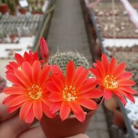 Rebutia chrysacantha WR 706b