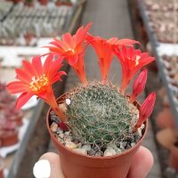 Rebutia chrysacantha WR 706b