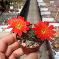 Rebutia chrysacantha WR 706b