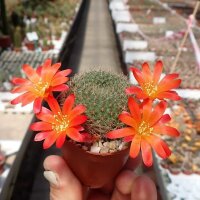 Rebutia chrysacantha WR 706b
