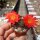 Rebutia chrysacantha WR 706b