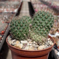 Rebutia deminuta (syn. Aylostera)