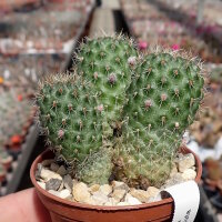 Rebutia deminuta (syn. Aylostera)