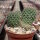 Rebutia deminuta (syn. Aylostera)