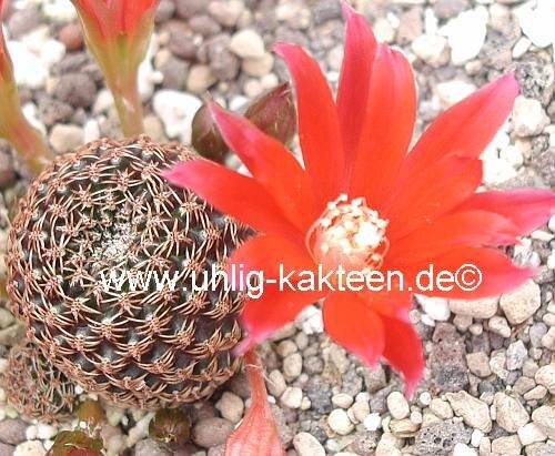 Rebutia densipectinata KK 849