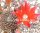 Rebutia densipectinata KK 849