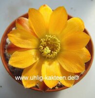 Rebutia diersiana WR 631