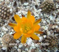 Rebutia diersiana v. atrovirens WR 633