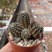 Rebutia diersiana v. atrovirens WR 633