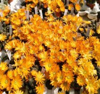 Rebutia diersiana v. atrovirens WR 633