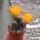 Rebutia diersiana v. atrovirens WR 633
