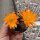 Rebutia diersiana v. atrovirens WR 633