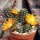 Rebutia diersiana v. atrovirens WR 633