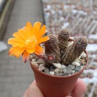 Rebutia diersiana v. minor WR 630