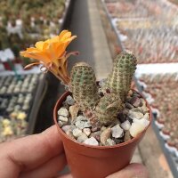 Rebutia diersiana v. minor WR 630