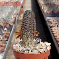 Rebutia diersiana v. minor WR 630