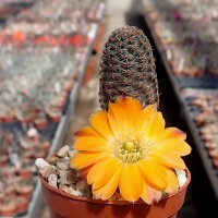 Rebutia diersiana v. minor WR 630