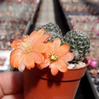 Rebutia diersiana v. minor WR 630