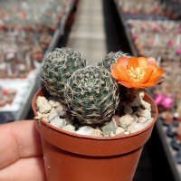 Rebutia diersiana v. minor WR 630